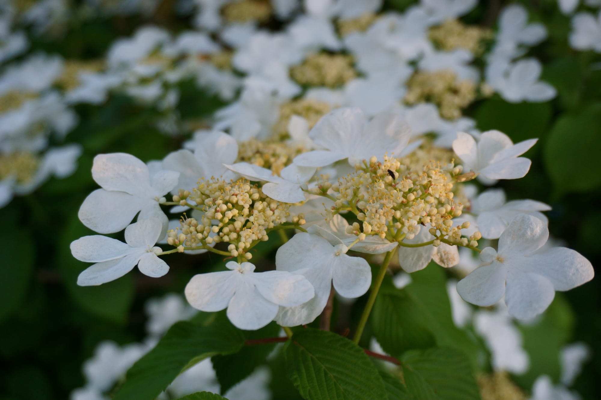 Viburnum plicatum "Mariesii" (redős levelű bangita)