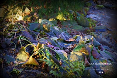 Igy védekeznek a növények a hideg ellen