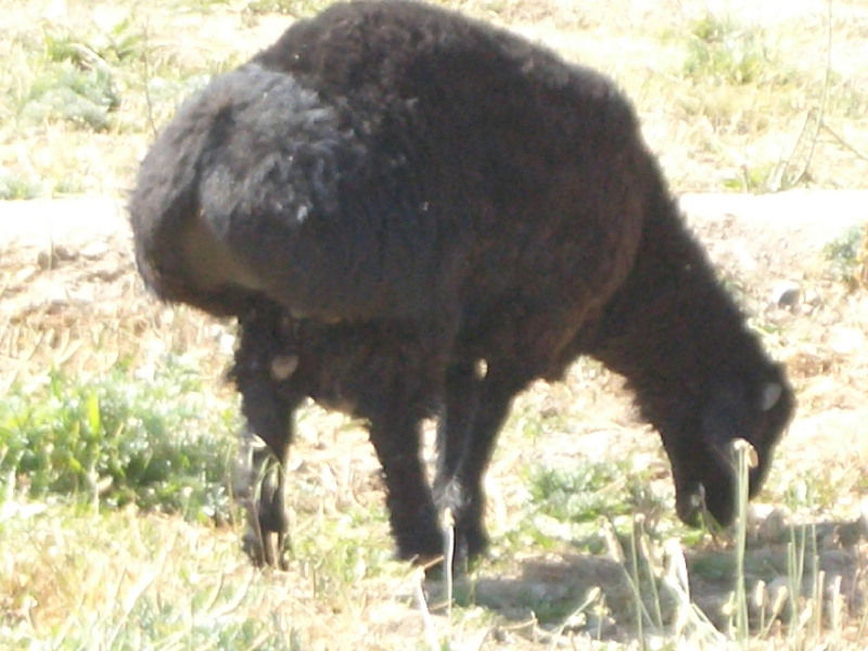 Fat Tail Sheep aka Chari