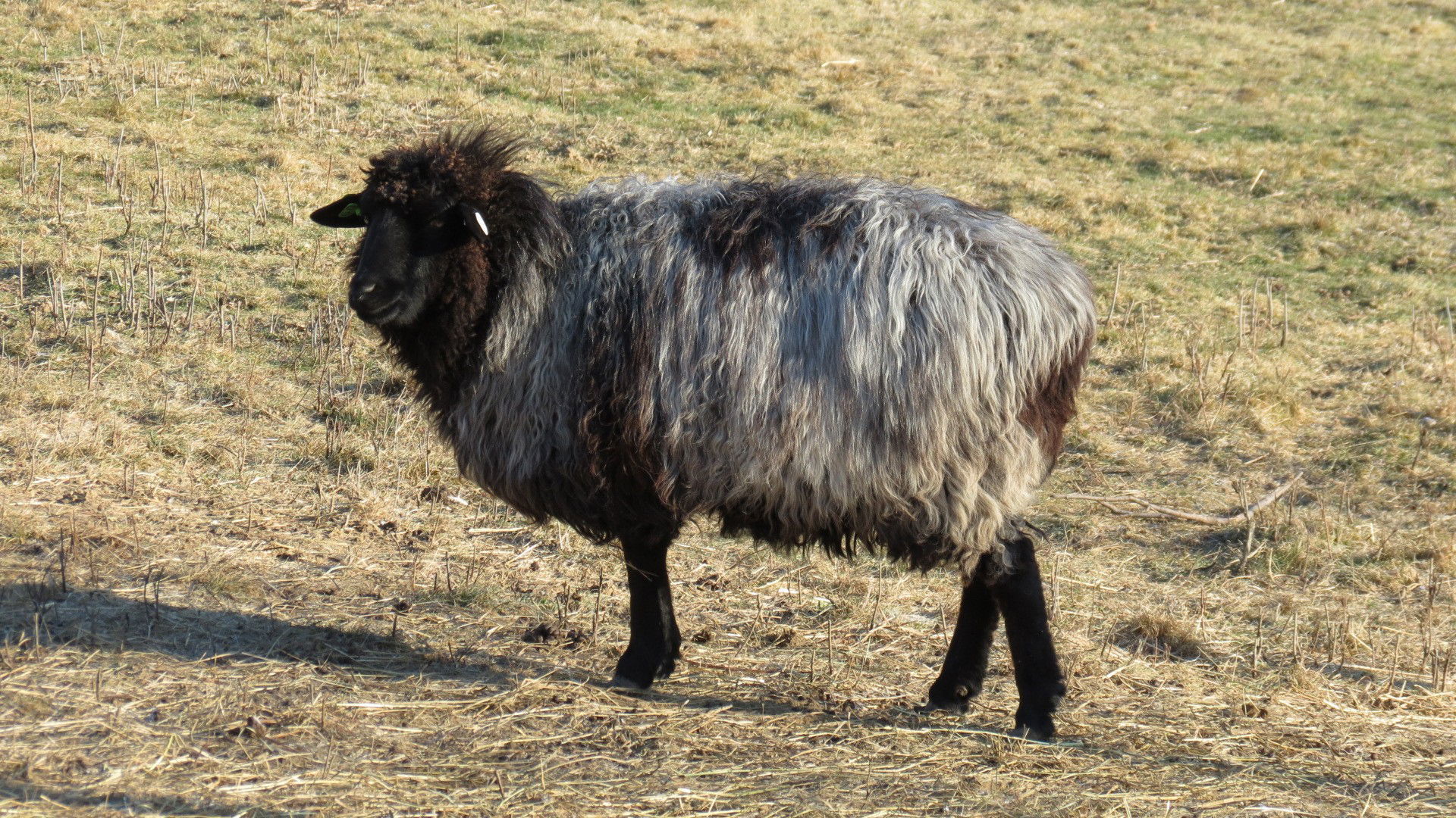 Karakul (Qaraqul)