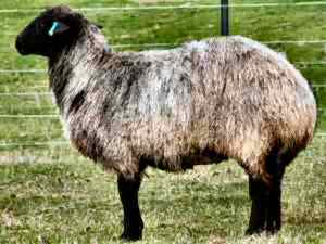 Karakul Mixed Breed