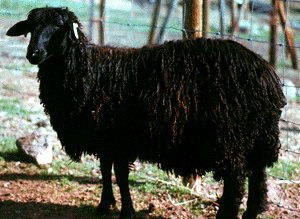 Karakul/Qarakul (Kara/Gara)