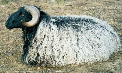 Karakul Ram