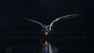 Bajusz Huba 2022-es eredményei