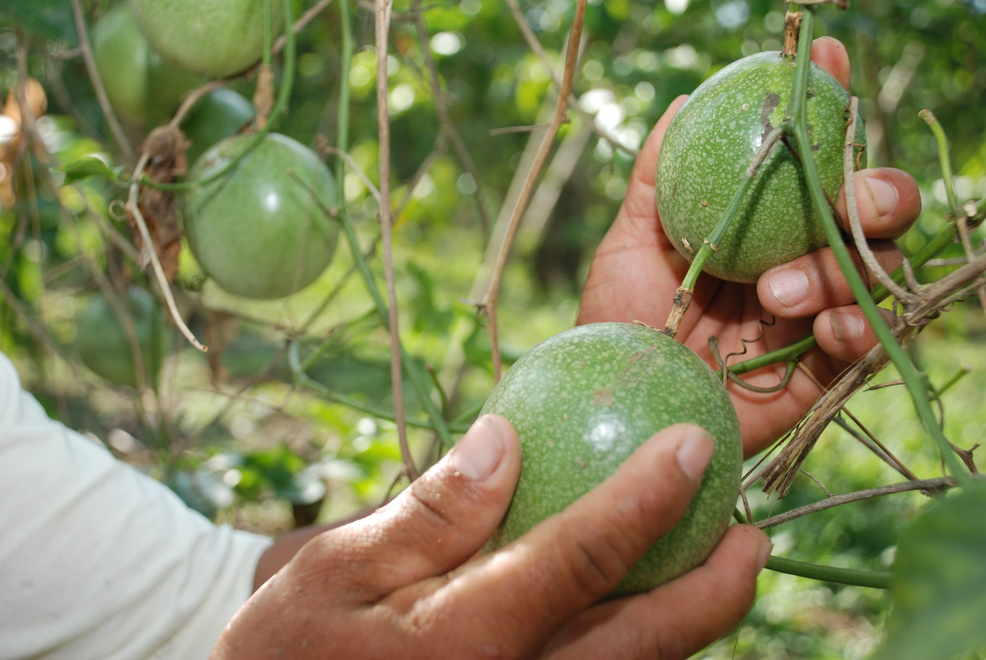 PRODUCTORES DE MARACUYA