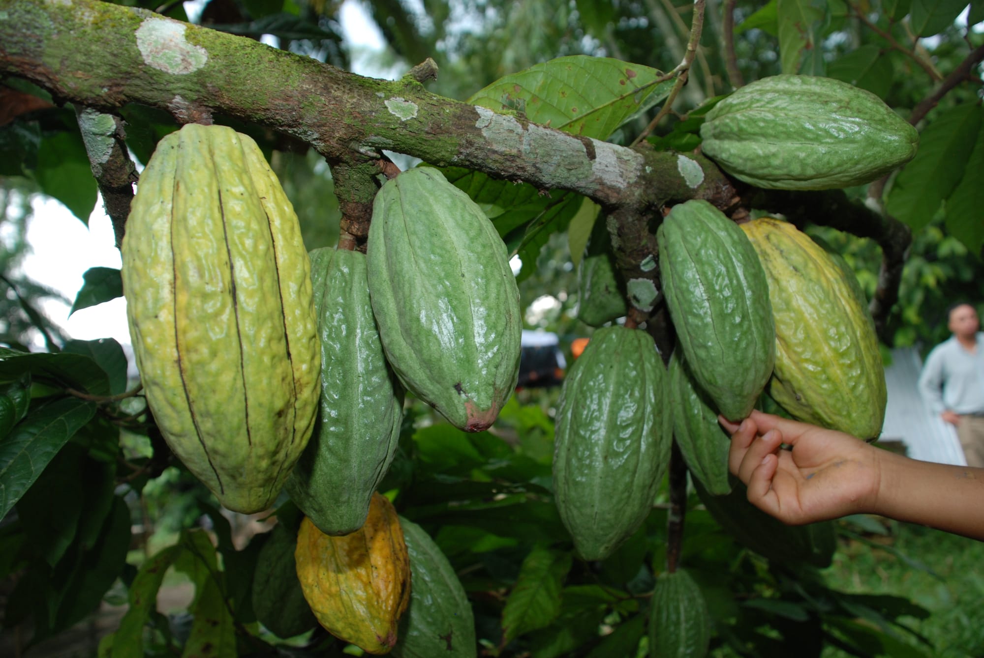 COMERCIALIZACIÓN DE CACAO NACIONAL