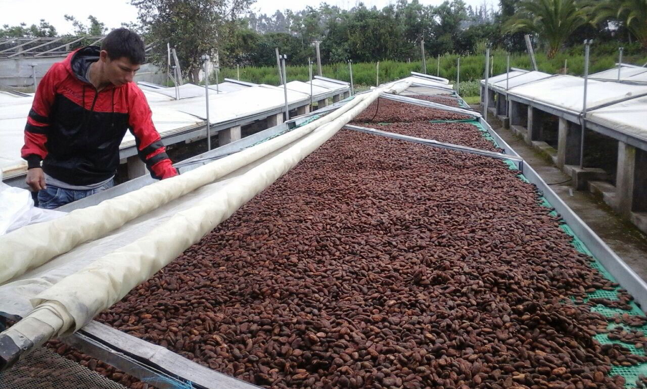 SECADO DE CACAO RAW