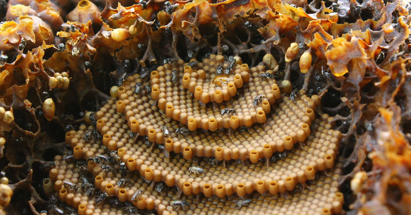 【银蜂蜜】Stingles Bee Honey