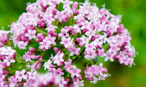 【缬草】Valeriana Officinalis