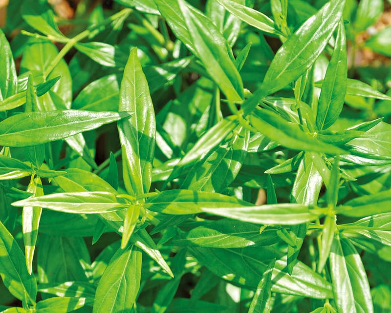 【穿心莲】Andrographis Paniculata