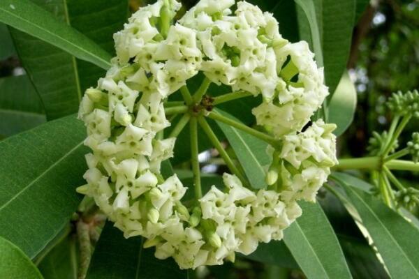 【糖胶树】Alstonia Scholaris