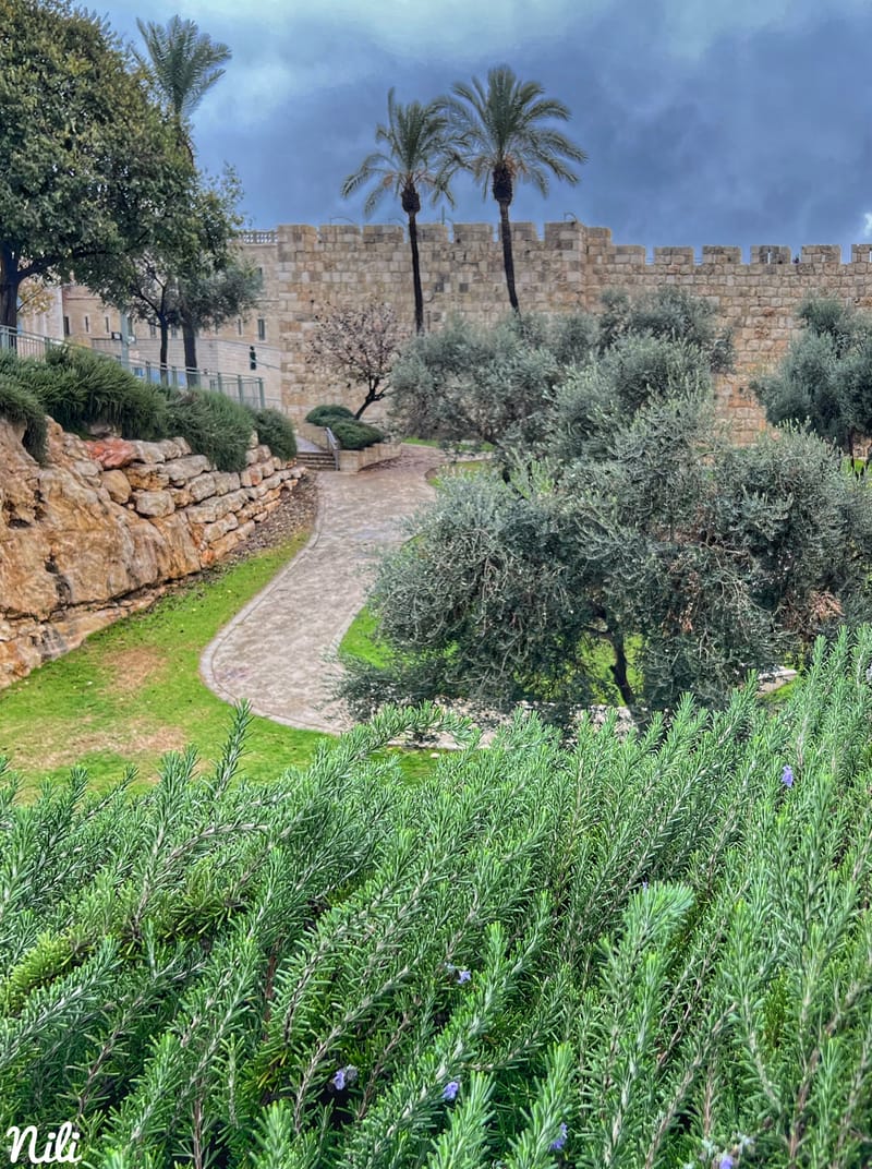 Israeli Nilli - Nili Israel