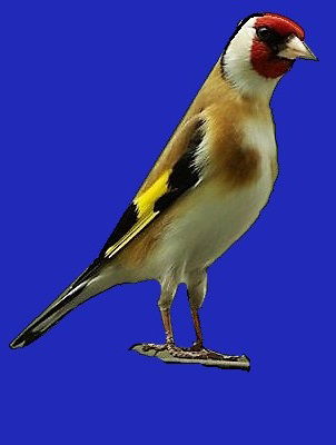 الحَسُّونُ الأُورَاسِيّ    Carduelis carduelis