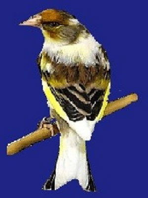 الهجين أو النغل أو البندوق Chardonneret x Canari