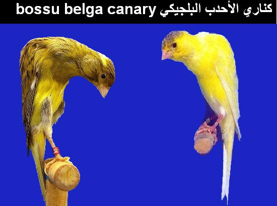 كناري الأحدب البلجيكي bossu belga canary