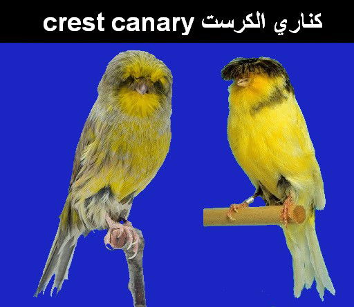 ​كناري الكرست crest canary