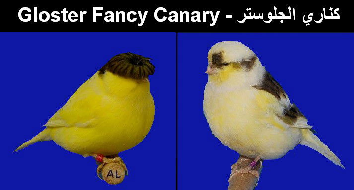 كناري الجلوستر - Gloster Fancy Canary