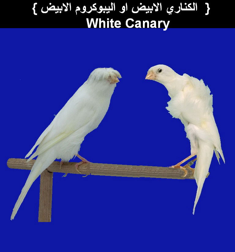 طائر الكناري الابيض  White Canary