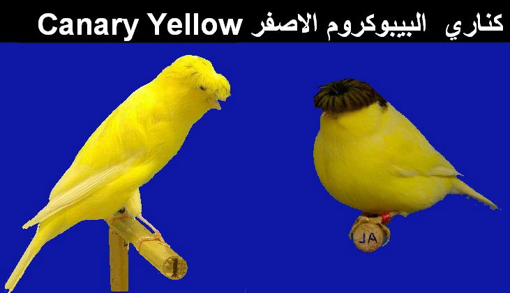 كناري الليبوكرومات الأصفر Canary Yellow