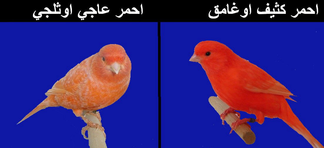 كناري البيوكروم الاحمرCanary Biocromistry Red