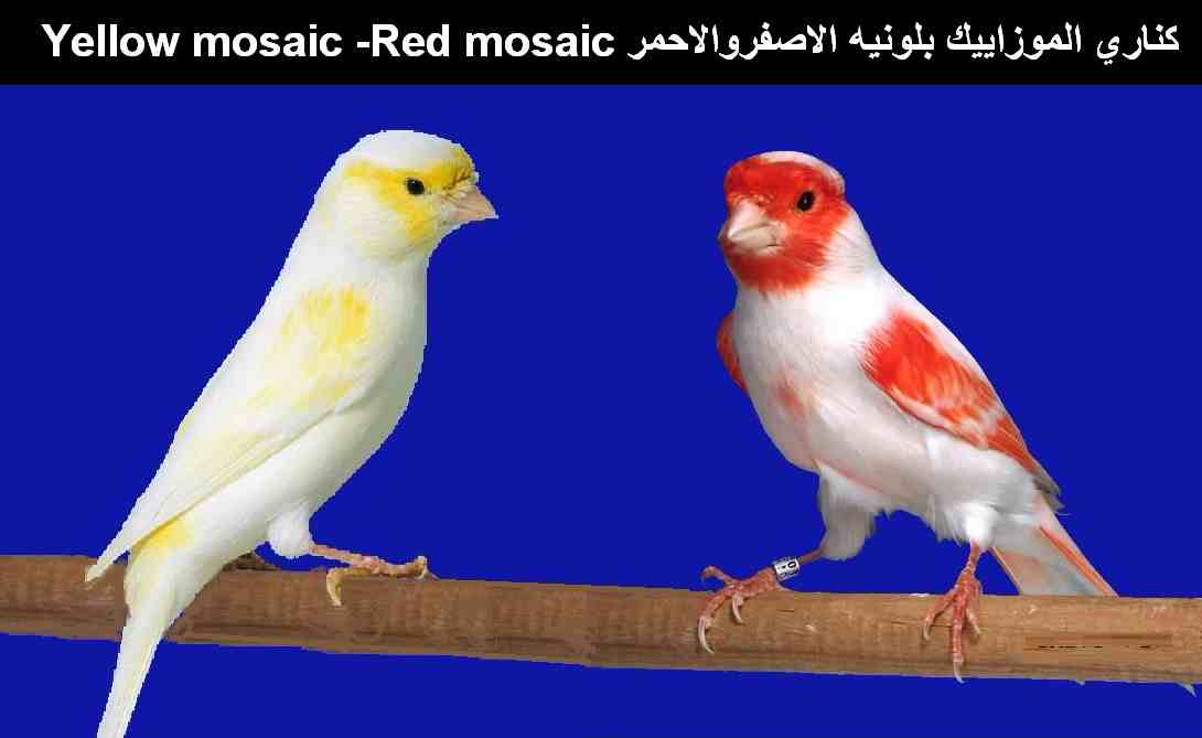 موزاييك او مايسى علمياً فسيفساء بلونيه الاصفروالاحمر Yellow mosaic -Red mosaic