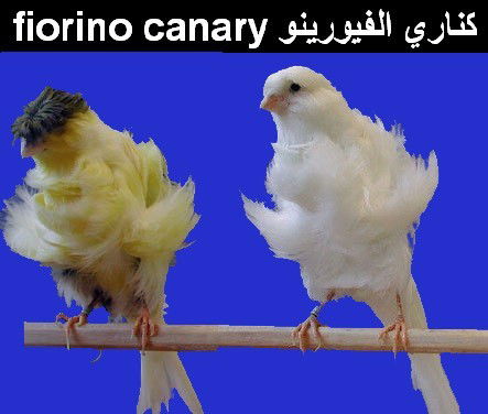 كناري الفيورينو canaries Fiorino