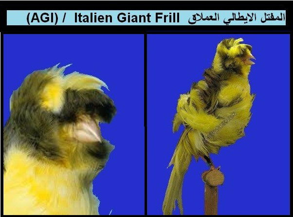 الإيطالي العملاق المفتل Italien Giant Frill