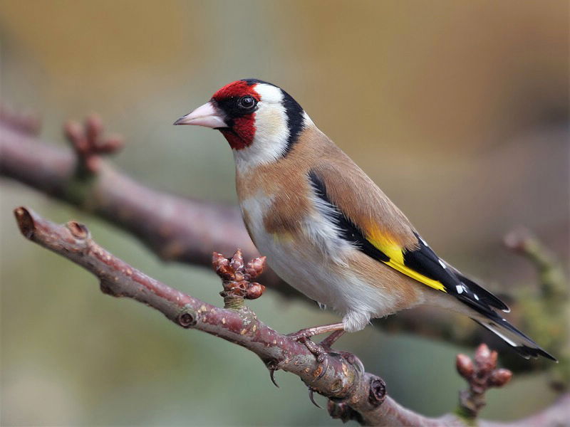 الحَسُّونُ الأُورَاسِيّ Carduelis carduelis