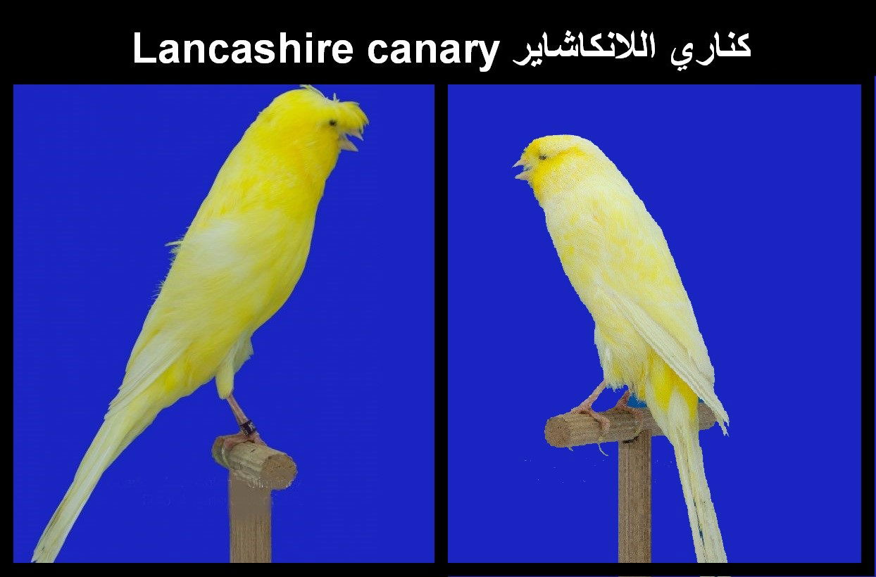 كناري اللانكاشاير  Lancashire canary