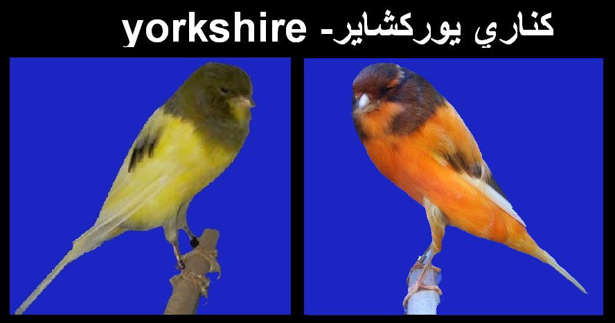 كناري يوركشاير- yorkshire canary