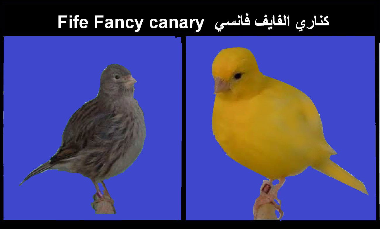 كناري الفايف فانسي  Fife Fancy canary