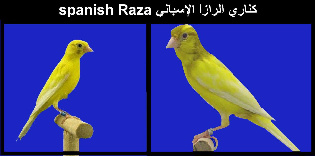 كناري الرازا الإسباني spanish Raza