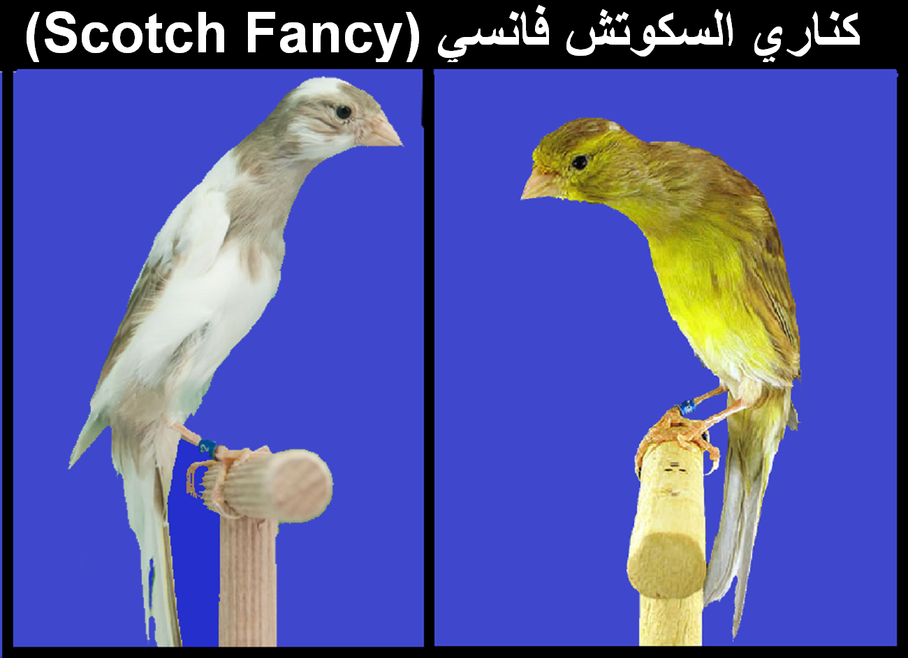 كناري السكوتش فانسي (Scotch Fancy)