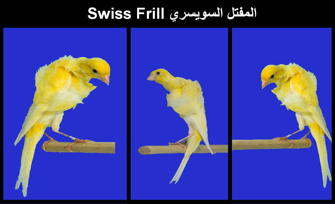 المفتل السويسري Swiss Frill