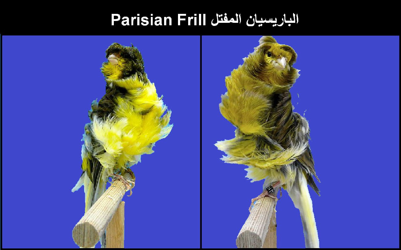 الباريسيان المفتل Parisian Frill