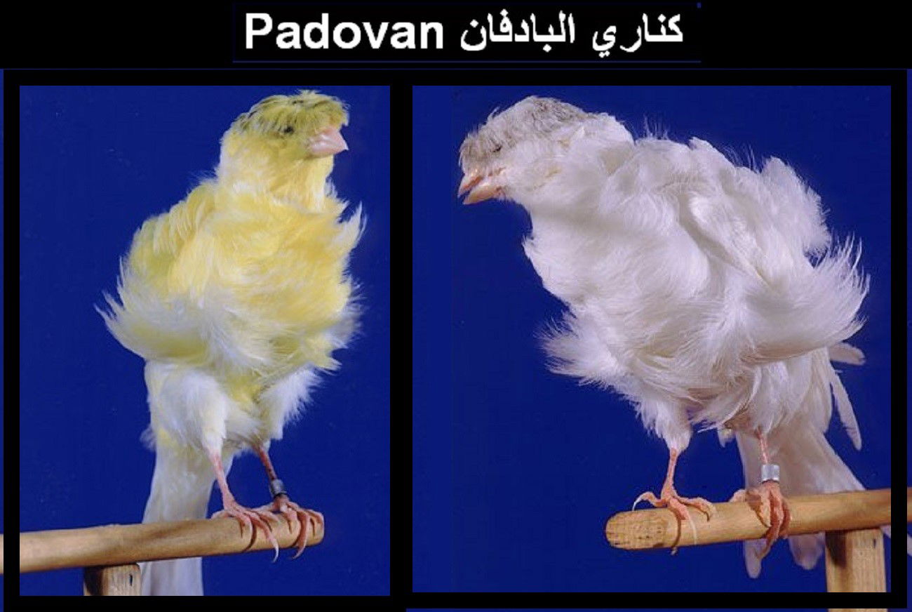 البادفان Padovan