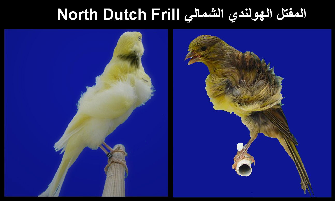 لمفتل الهولندي الشمالي North Dutch Frill