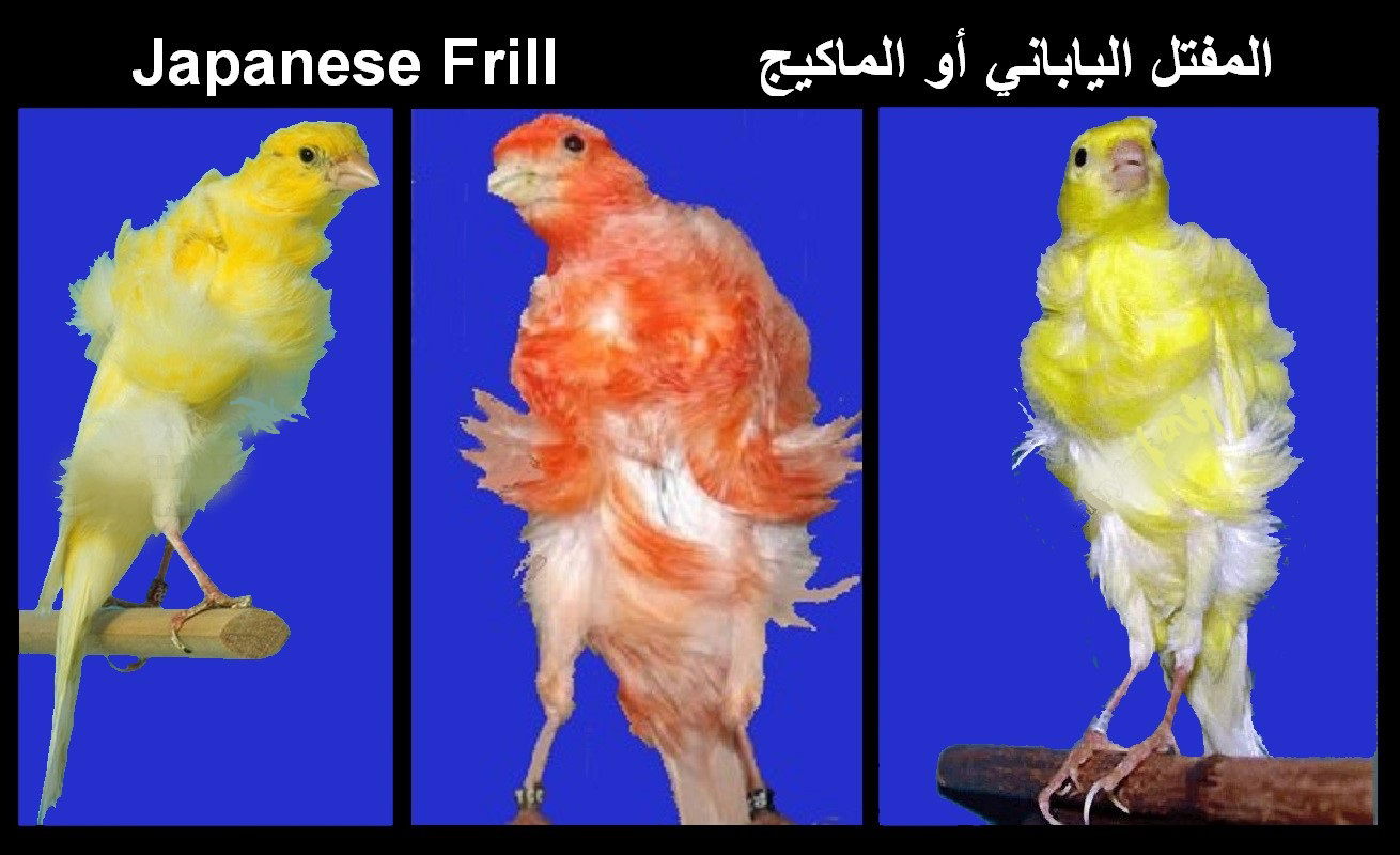 المفتل الياباني Japanese Frill