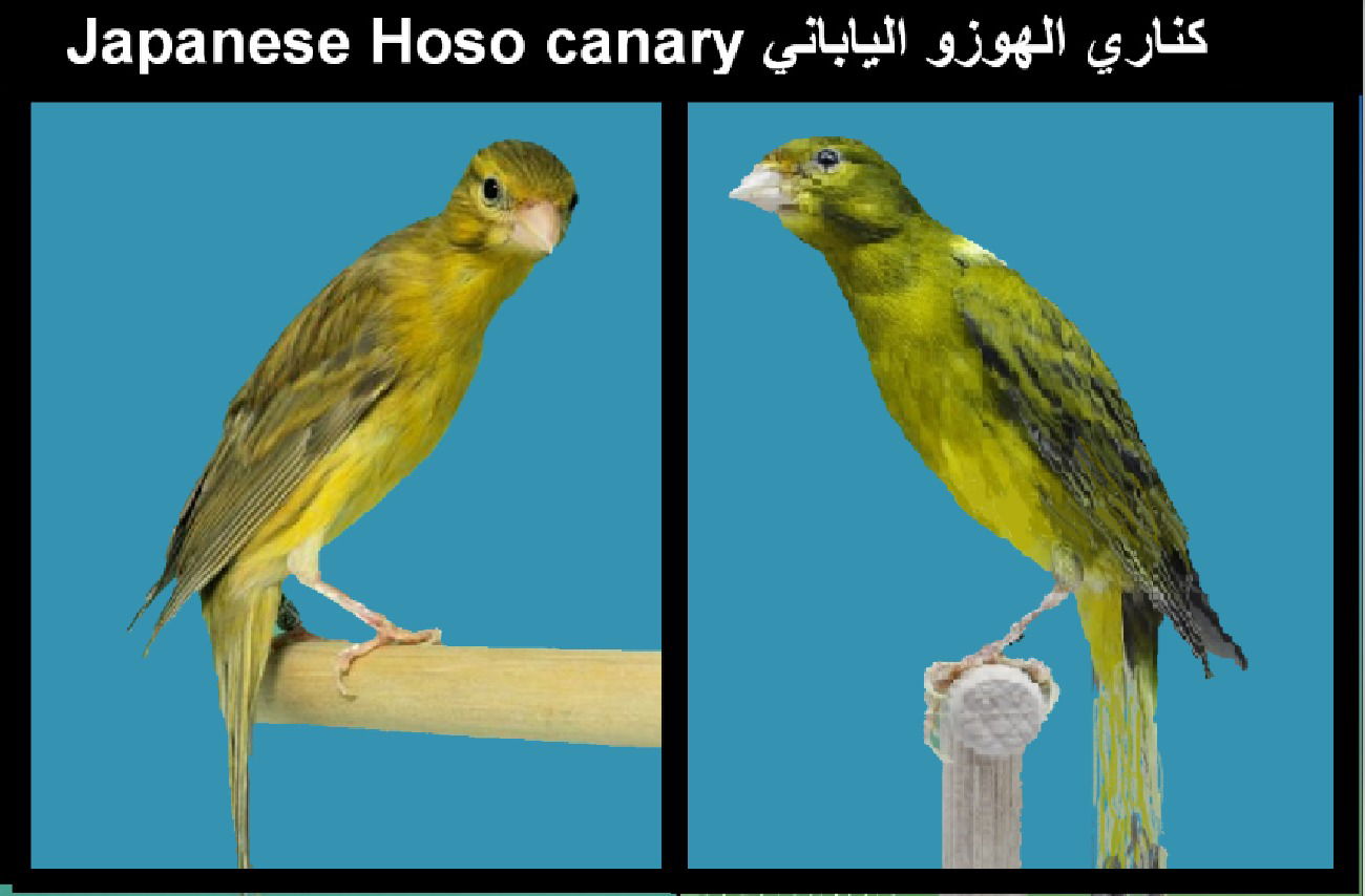 كناري الهوزو الياباني Japanese Hoso canary