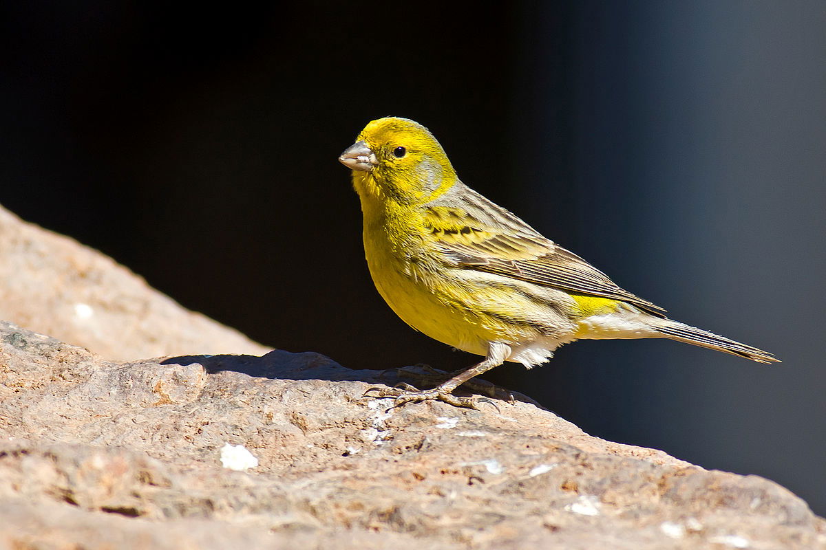 Serinus canaria  كَنَارِيّ أطلنطي