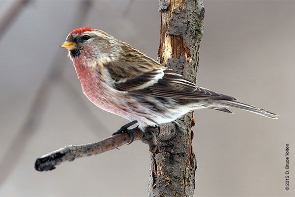 Acanthis flammea  حسون ناري او ريدبول العادي