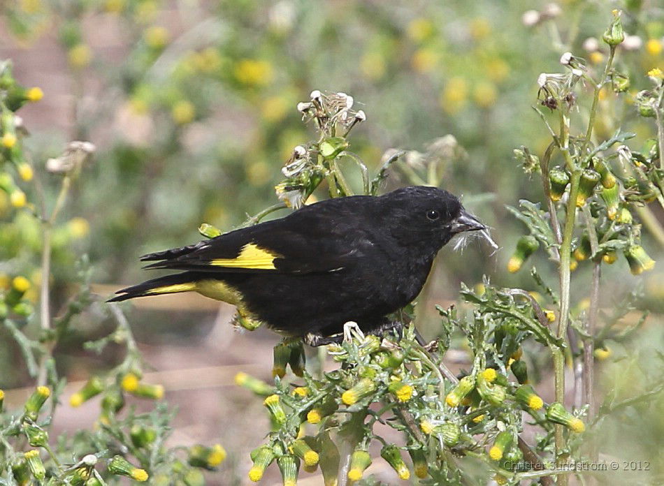 Spinus atrata السيسكن الاسود