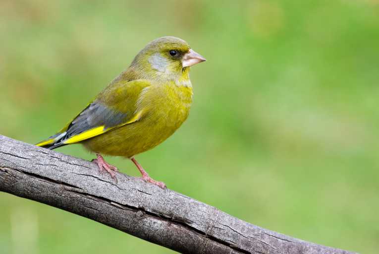 greenfinch الخضيري