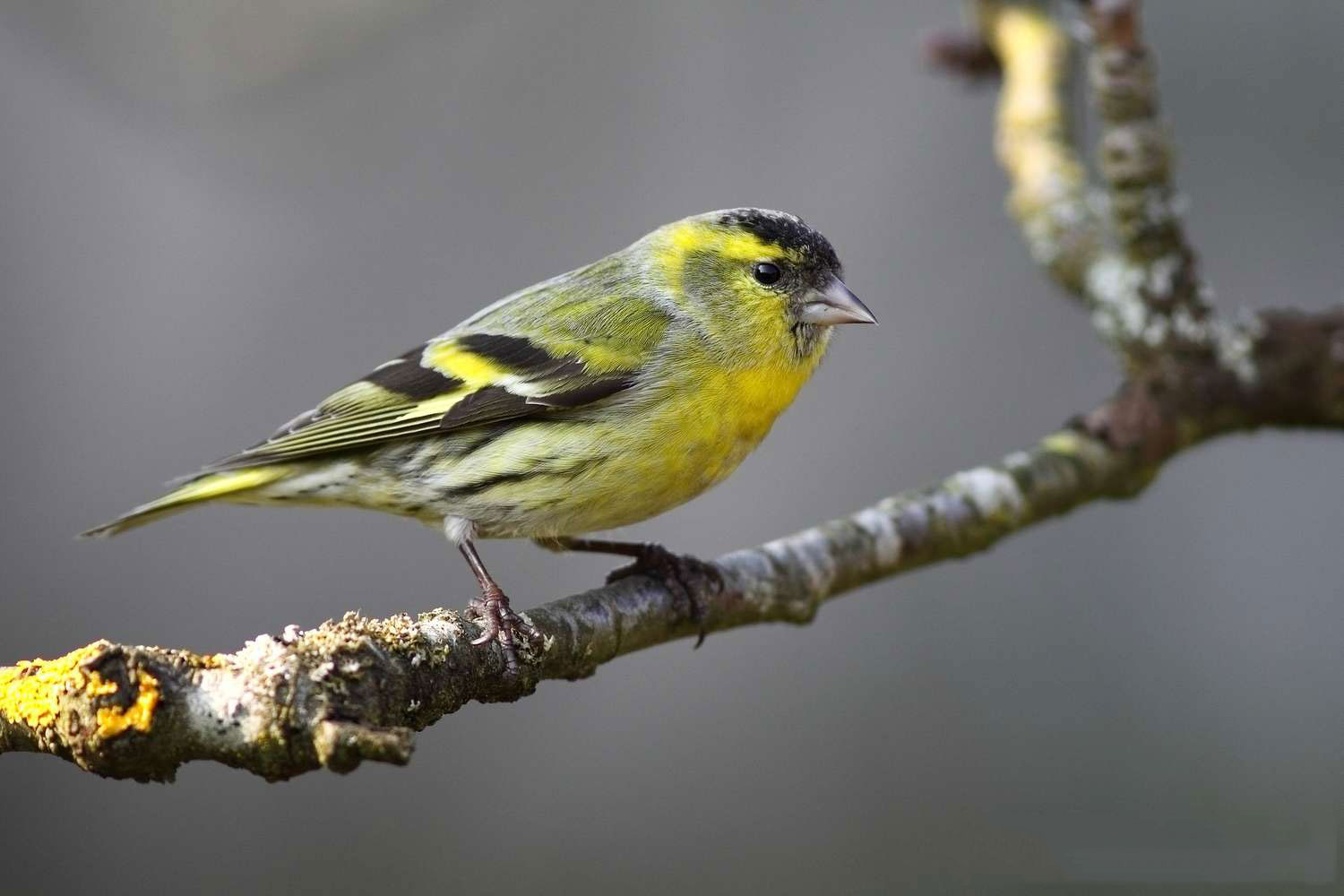 Carduelis spinus حسون الشوك او الطرنجان
