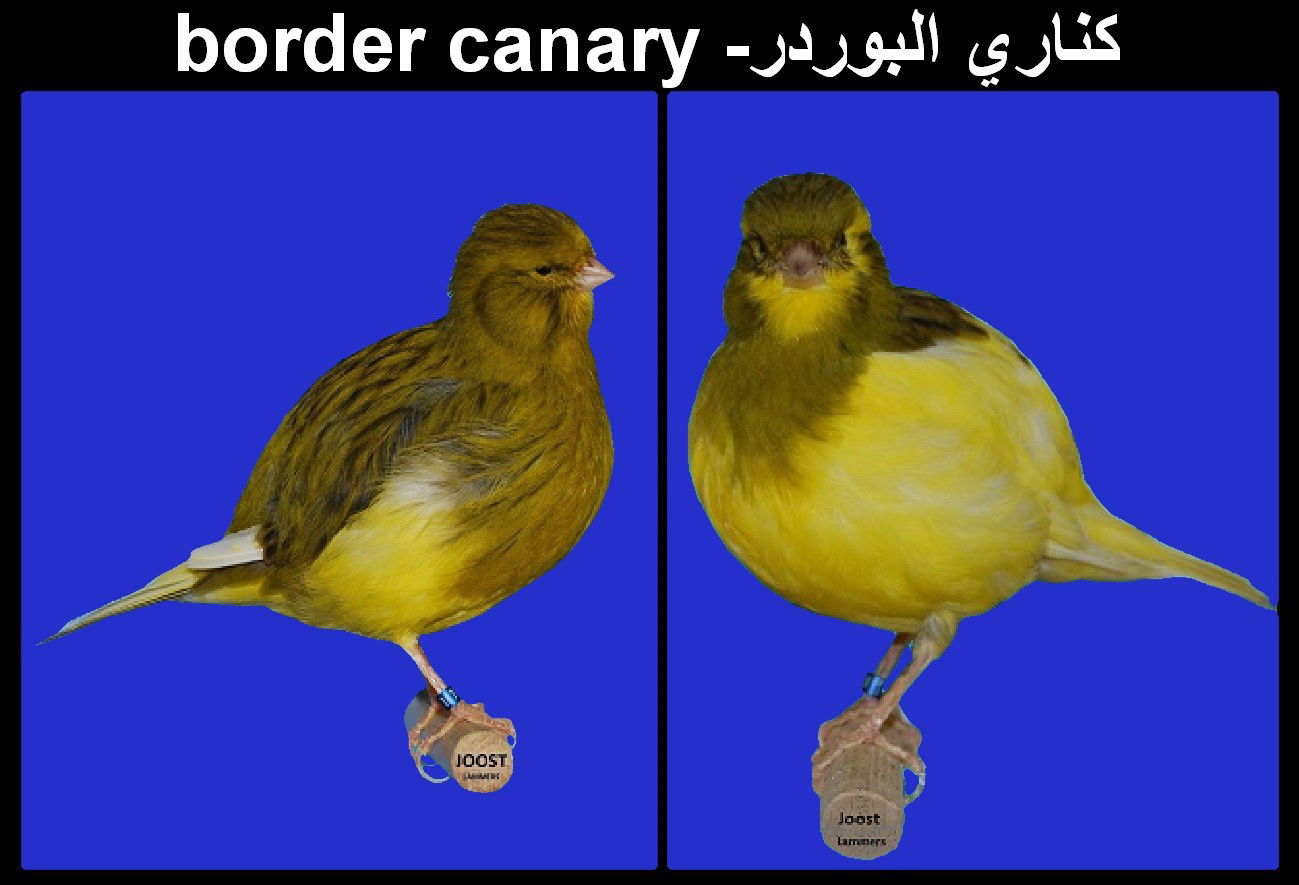 كناري البوردر- border canary