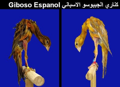كناري الجيبوسو الاسباني Giboso Espanol