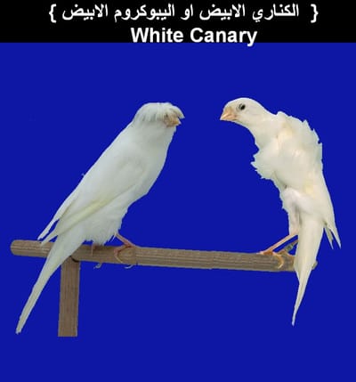 طائر الكناري الابيض  White Canary