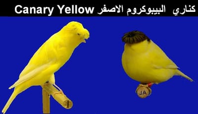 كناري الليبوكرومات الأصفر Canary Yellow