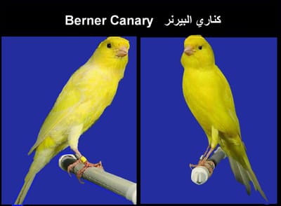 كناري البيرنر   Berner Canary