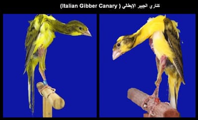 ​كناري الجيبر الإيطالي ( Italian Gibber Canary)